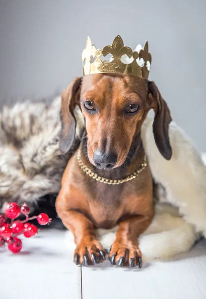 Dachshund kırmızı elbise Büyücü Kralı