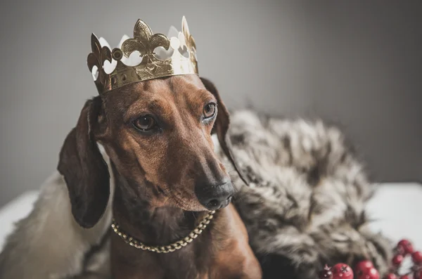 Dachshund red dress magician king — Stock Photo, Image