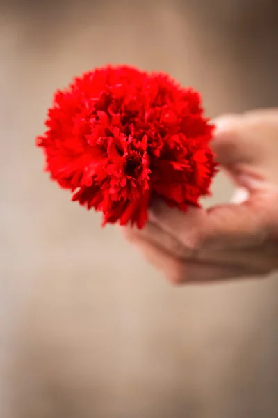 Close-up of hand holding red carnation — Stock Photo, Image