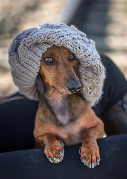 Portrait of lovely dachshund in grey hat — Stock Photo, Image