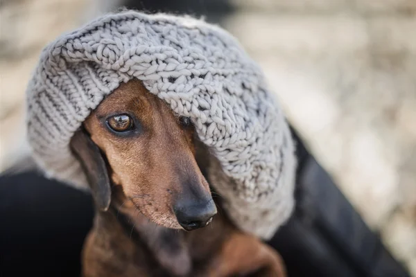 Retrato de precioso salchicha en sombrero gris —  Fotos de Stock