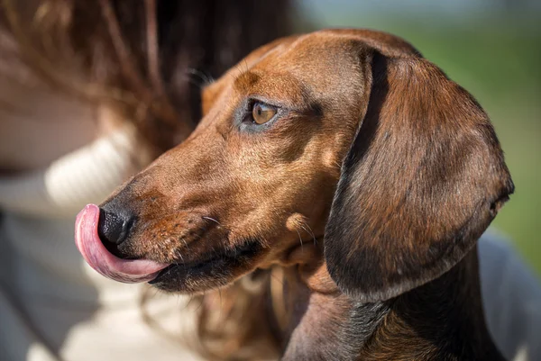 Şirin kahverengi dachshund Close-Up — Stok fotoğraf