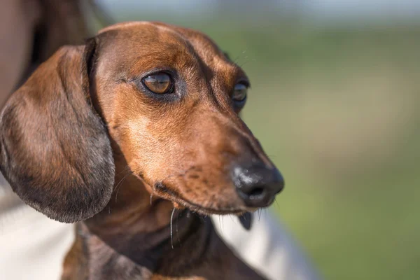 Nahaufnahme des niedlichen braunen Dackels — Stockfoto