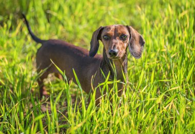 Dachshund güneşli parlak cephede içinde