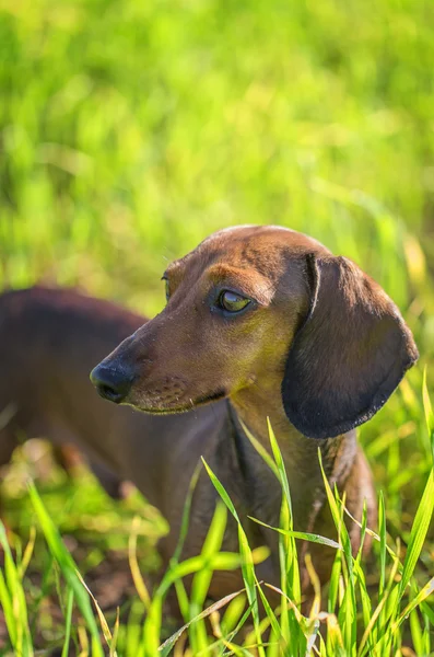 Dachshund güneşli parlak cephede içinde — Stok fotoğraf