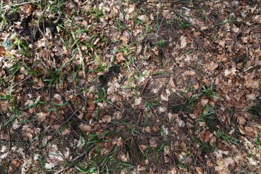 Yaprak orman kat arka plan