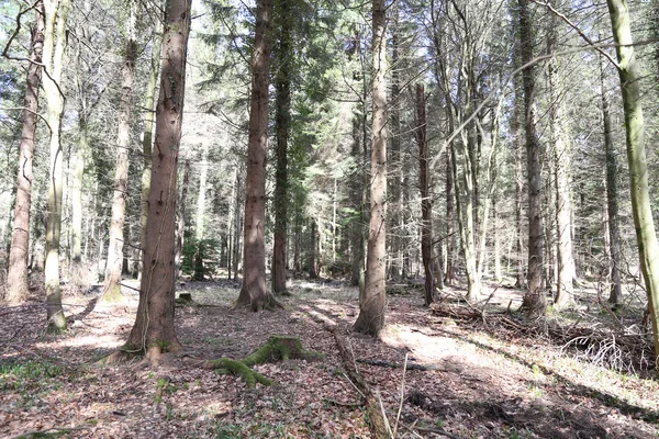 Leaf skogen golvet bakgrund — Stockfoto