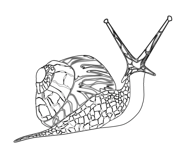 Escargot isolé sur blanc — Image vectorielle