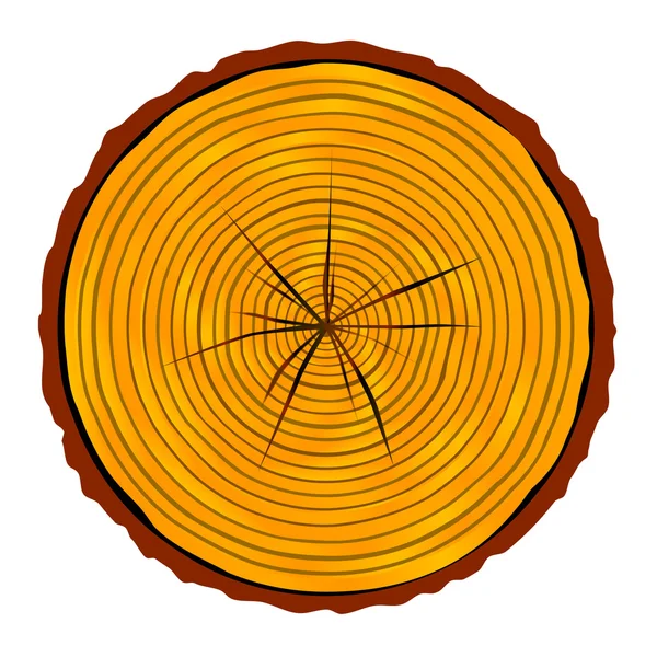 Section d'extrémité du bois — Image vectorielle