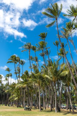 Hawaii Coconut tree clipart
