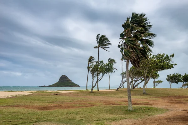 Chapéu de Chinês Havaí — Fotografia de Stock