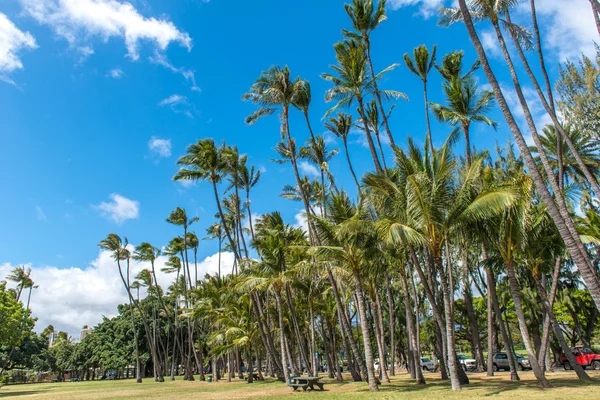 Hawaii Hindistan cevizi ağacı — Stok fotoğraf