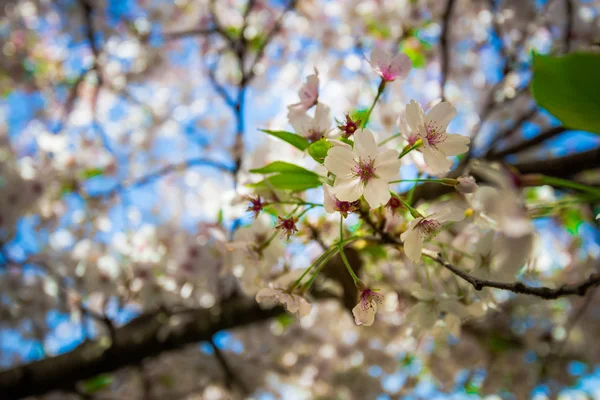 Pink Cherry Blossom — Stock Photo, Image