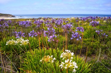 Half Moon Bay bahar