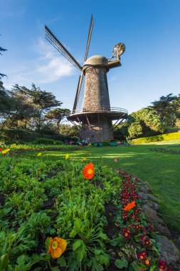Golden Gate Park yel değirmeni ve çiçekler