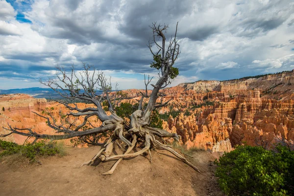 Bryce Canyon National Park, USA — Stock Photo, Image