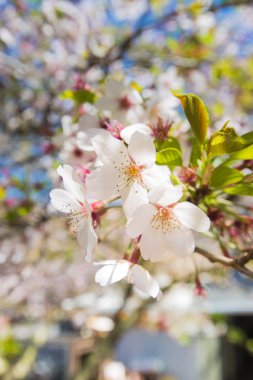 Bahar Sakura, kiraz çiçeği