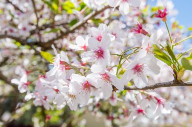 Bahar Sakura, kiraz çiçeği