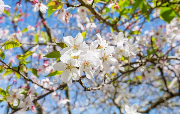 Spring Sakura, Cherry Blossom — Stock Photo, Image