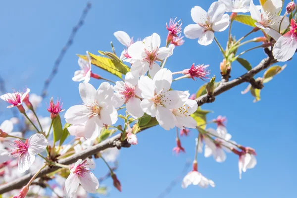 Spring Sakura, Cherry Blossom — Stock Photo, Image