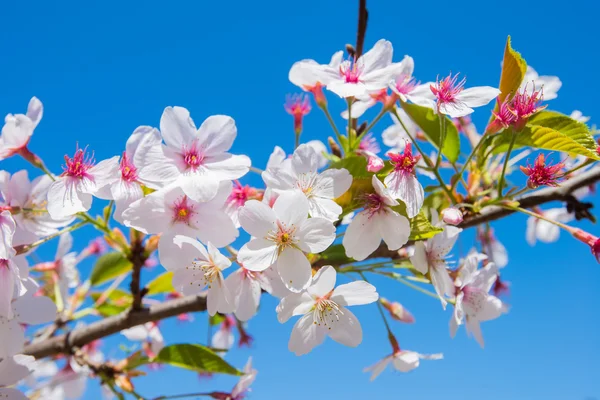 Spring Sakura, Cherry Blossom — Stock Photo, Image