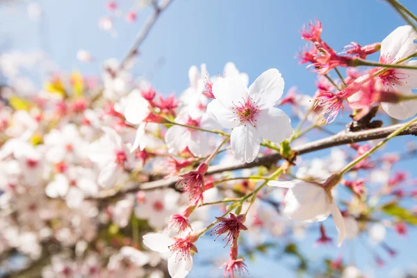 Spring Sakura, Cherry Blossom — Stock Photo, Image