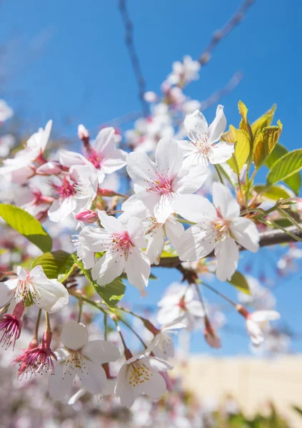 Spring Sakura, Cherry Blossom — Stock Photo, Image