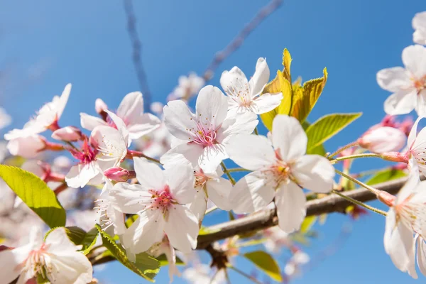 Spring Sakura, Cherry Blossom — Stock Photo, Image