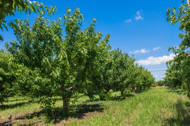 kiraz ağaçlarında meyve bahçesi.