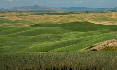 View of Steptoe Butte, Palouse Country in eastern Washington clipart
