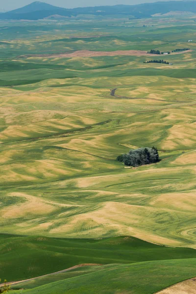 Pohled na Steptoe Butte, Palouse země východní Washington — Stock fotografie