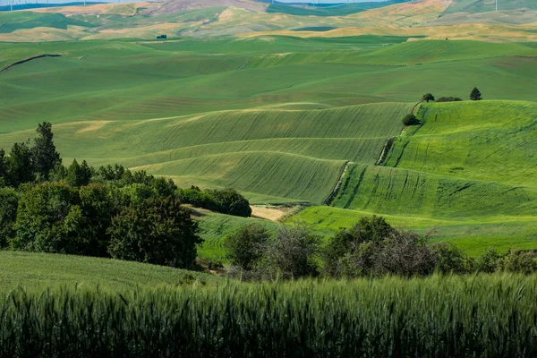 Άποψη του Steptoe Butte, χώρας Palouse στην Ανατολική Ουάσιγκτον — Φωτογραφία Αρχείου