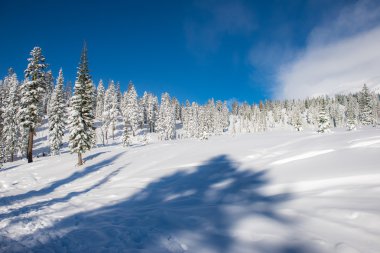 Kış manzarası California