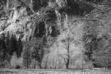 Yosemite Ulusal Parkı