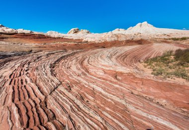 Beyaz Pocker, Arizona