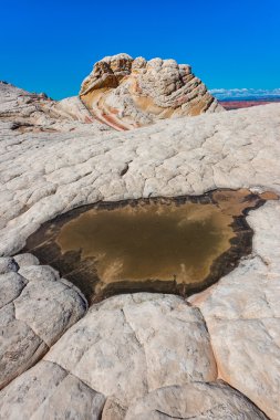 Beyaz Pocker, Arizona