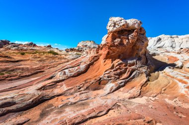 Beyaz Pocker, Arizona