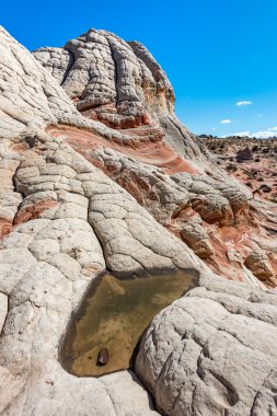 Beyaz Pocker, Arizona