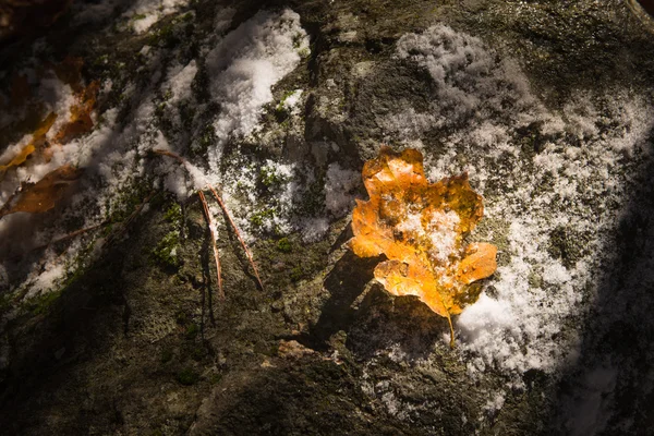 Yellow leaf on the stone — Stock Photo, Image