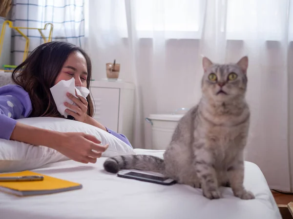 Good looking woman playing with cat in bed. Women have sneezing because of allergies to cat hair or cat saliva. The concept of air allergy or wool and allergies