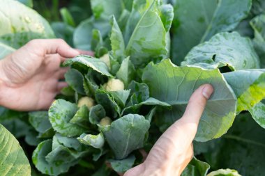 Taze sebzeli erkek çiftçi, karnabahar hasadı, doğal seleksiyon, organik, hasat mevsimi, tarım işyeri sahibi, genç akıllı çerçeve, sağlıklı yaşam tarzı, doğrudan çiftlik ve bahçe, toksik olmayan