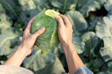 man farmer with fresh vegetables, cabbage harvest, natural selection, organic, harvest season, agricultural business owner, young smart framing, healthy lifestyle, farm and garden direct, non toxic