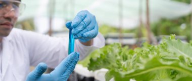 Organik tarım, salata çiftliği. Bilim çiftçileri ekme sırasında su koşullarını kontrol ediyorlar, böcek ilacı kalıntılarını kontrol ediyorlar. Hidrofonik sebze, Ekolojik Biyolojik, Sağlıklı, Vejetaryen, Ekoloji