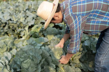 man farmer with fresh vegetables, cabbage harvest, natural selection, organic, harvest season, agricultural business owner, young smart framing, healthy lifestyle, farm and garden direct, non toxic