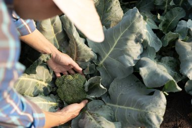 man farmer with fresh vegetables, Block Curry harvest, natural selection, organic, harvest season, agricultural business owner, young smart framing, healthy lifestyle, farm and garden direct, non toxic