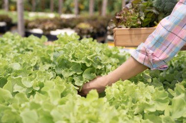 Organik tarım, salata çiftliği. Çiftçiler salata sebzelerini yağmurlu havada tahta kutulara hasat ederler. Hidrofonik sebzeler doğal olarak yetişir. sera bahçesi, Ekolojik Biyolojik, Sağlıklı, Vejetaryen, ekoloji