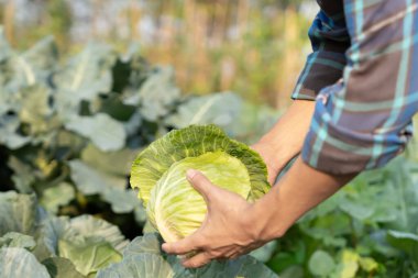 farmer show fresh vegetables and no chemical, cabbage harvest, natural selection, organic, harvest season, agricultural business owner, young smart framing, healthy, farm and garden direct, non toxic