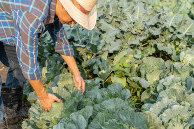 Taze sebzeli çiftçi, lahana hasadı, doğal seleksiyon, organik, hasat mevsimi, tarım işletme sahibi, genç akıllı çerçeve, sağlıklı yaşam tarzı, çiftlik ve bahçe doğrudan, toksik olmayan