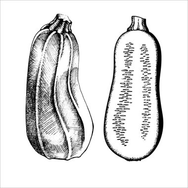 Kabağın vektör çizimi çizimi