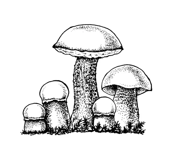 Serie vettoriale di boletus di disegno e funghi di boletus — Vettoriale Stock